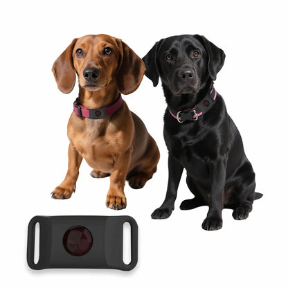 Flea and tick collar pendant on dog and cat with magenta collars
